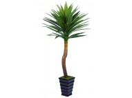 Yucca