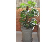 Monstera