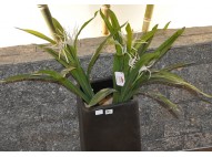 Orquidea