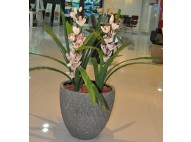 Orquidea
