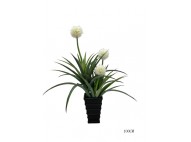 Yucca