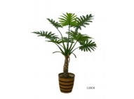 Monstera