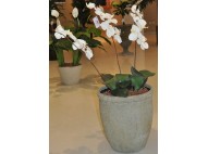 Orquidea
