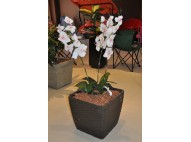 Orquidea